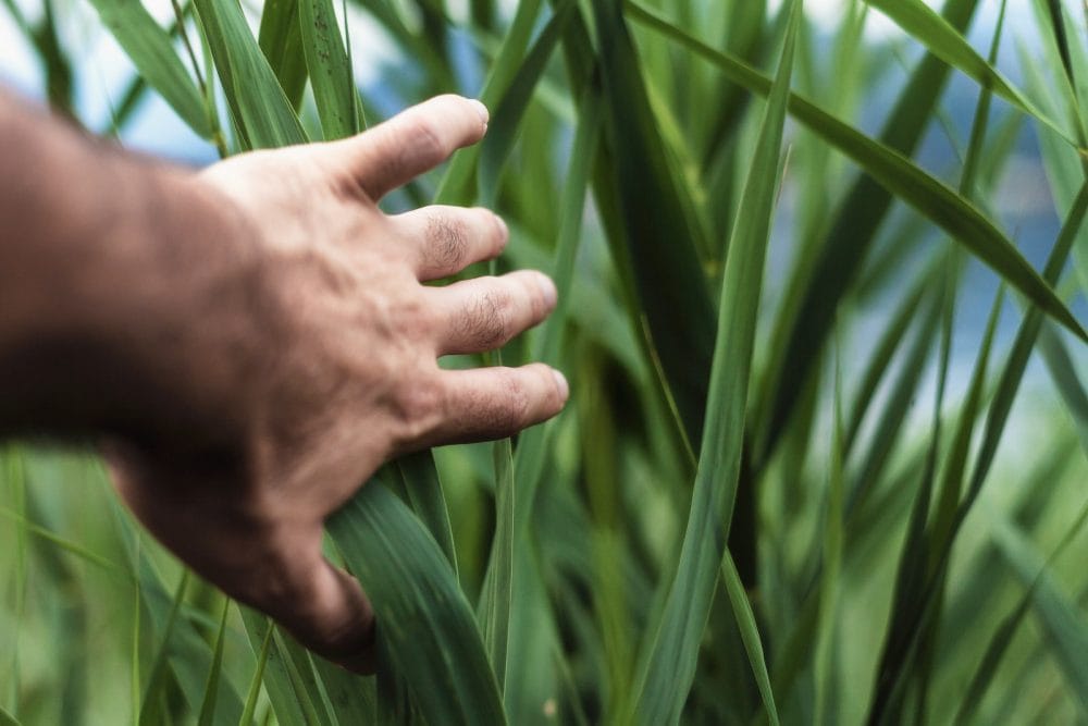 Protein extraction grass plant